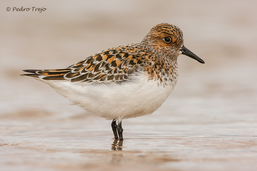 Correlimos tridáctilo (Calidris alba)